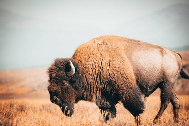 das große tier - amerikanischer bison stock-fotos und bilder