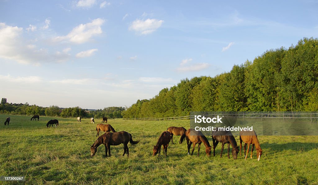 Cavalos - Foto de stock de Ajardinado royalty-free