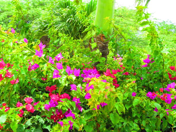 woman in tropical Bougainvillea garden in the Caribbean