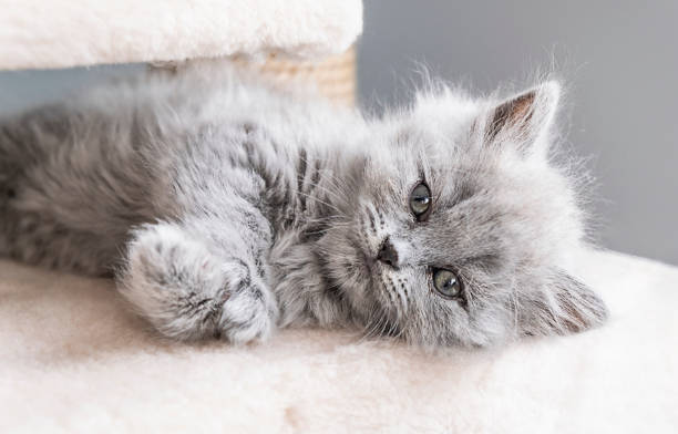 istock Cute tabby kitten sleep on white soft blanket. Cats rest napping on bed. 1373003053