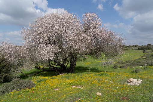 A wild biblical view of Groundsel blossoms and almond trees
