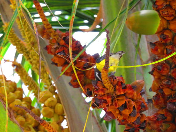 istock Bananaquit Yellow Bird in a Palm Tree 1373004507