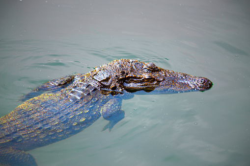Louisiana Alligator moving in the water