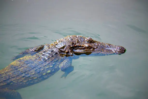 Photo of water bodies on the Crocodile Farm in Dalat.