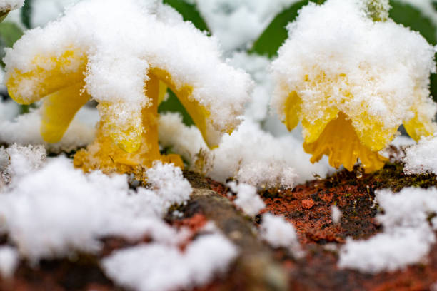istock Daffodil at Eynsford in Kent, England 1373006761