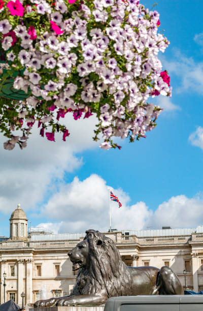 statua del leone di landseer a trafalgar square nella città di westminster, londra - lion statue london england trafalgar square foto e immagini stock