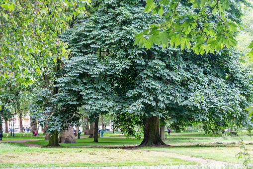 Horse Chestnut Tree in The Green Park in City of Westminster, London