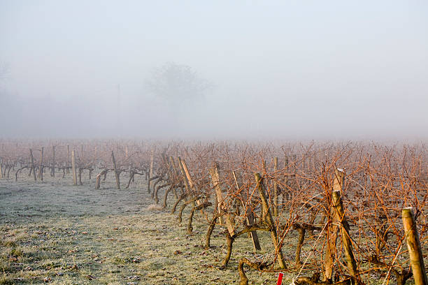 foggy vineyard at sunrise bordeaux france
