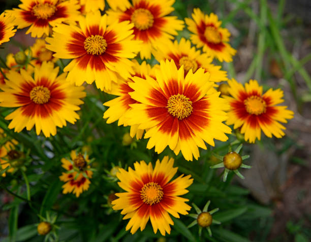 istock Coreopsis Flowers and Foliage 1373008506