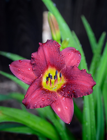 Single flower on red reblooming daylily plant.