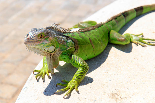 istock Gecko on a walk on a sunny day 1373009095