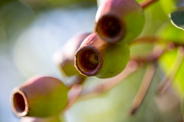 Closeup Australian Gum-nuts, beautiful nature background with copy space, full frame horizontal composition