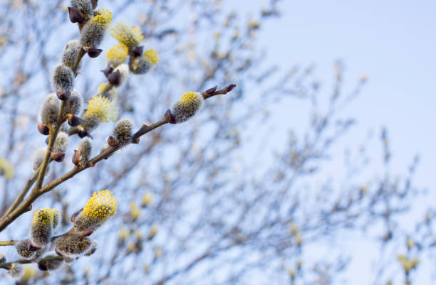 istock Palm Sunday concept, Verba flowers in spring forest 1373010145