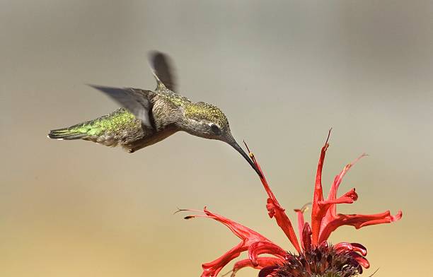 anna's hummingbird füttern auf blumen - bird hummingbird flying annas hummingbird stock-fotos und bilder