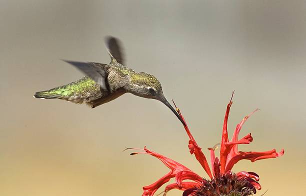istock Anna's Hummingbird Feeding on Flowers 137301042
