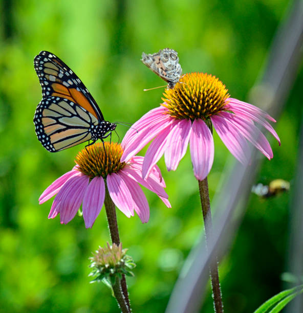 istock Monarch and Painted Lady Butterflies on Coneflowers 1373010485