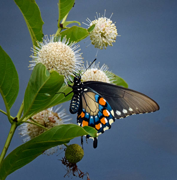 Close-up Dark-Morph Eastern Tiger Swallowtail on Buttonbush stock photo