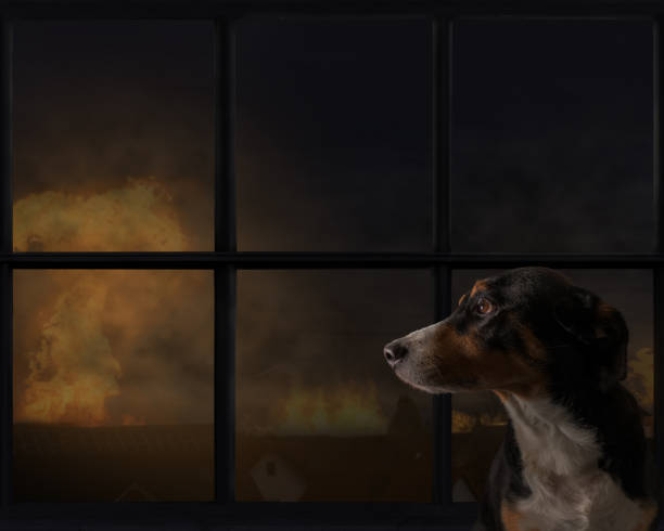 istock Dog looks out the window, explosion in the background 1373011640