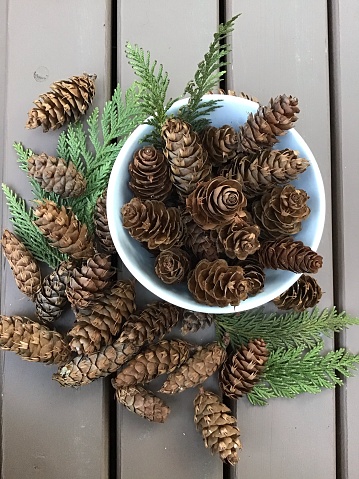A Bunch of Pinecones Displayed Outside Ready for Holidays or Arts & Crafts