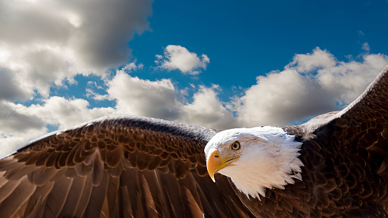 Close up view of a Bald Eagle on Vancouver Island.