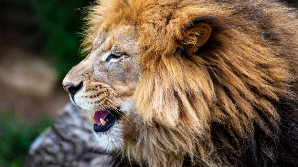 istock close up portrait of a lion 1373012462