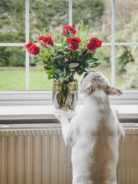 hund duftender roter rosenstrauß auf fensterbank - dogrose stock-fotos und bilder