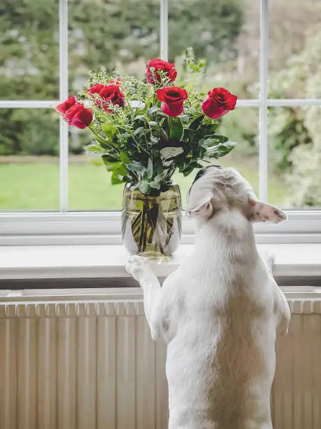 Photo of Dog smelling red roses bouquet on window sill