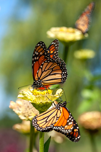 Three monarch butterflies in the garden