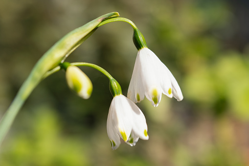 Shallow focus on a large snow drop, bell flower hanging down against a soft green background.