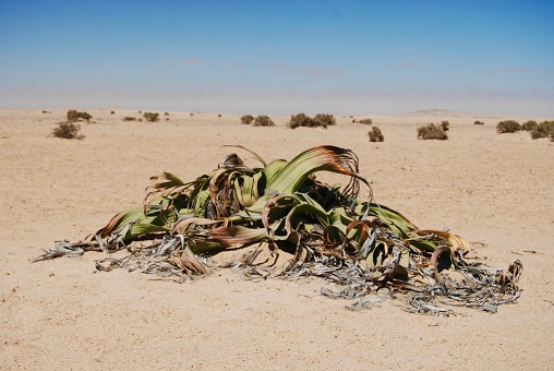 The desert plant Welwitschia mirabilis is indeed an extraordinary plant, mastering life in the hot, dry desert where other plants can't survive.