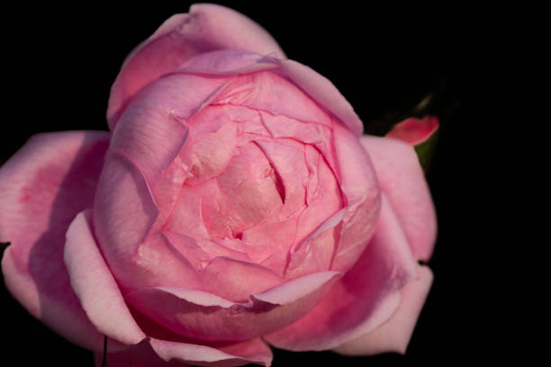 Rose is a perennial flowering plant, which can be erect shrub, climbing or trailing with stems that often have sharp prickles. Flowers vary in size and shape with colors ranging from white, yellow, purple, orange, pink to red. The blooming time is from early summer to fall.