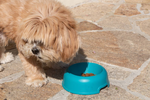 istock Dog eating in a dog bowl 1373014434