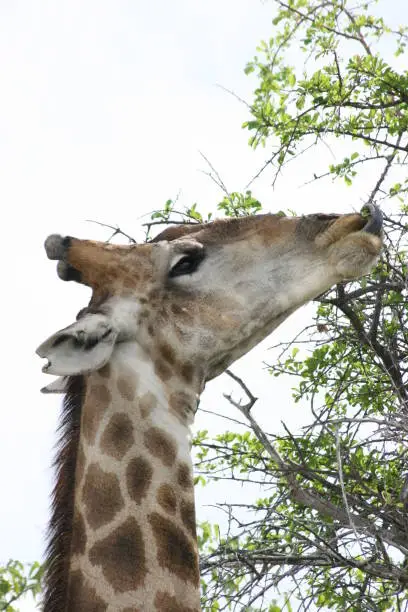 Closeup portrait of wild Angolan Giraffe (Giraffa camelopardalis angolensis) feeding on thorns inside Etosha National Park, Namibia.