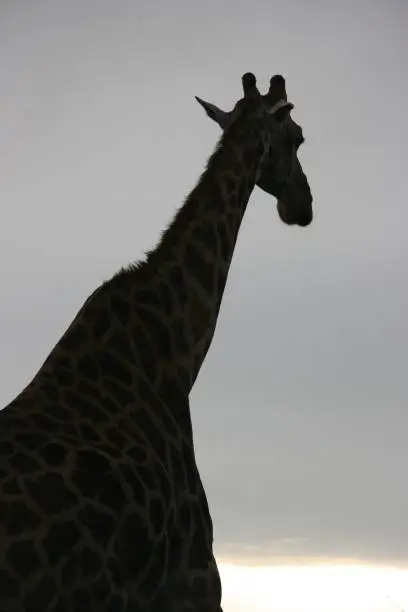 Closeup portrait of wild Angolan Giraffe (Giraffa camelopardalis angolensis) inside Etosha National Park, Namibia.