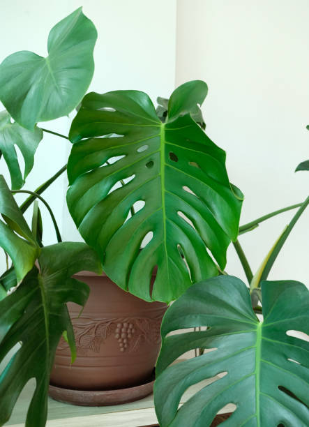 istock Monstera deliciosa houseplant. 1373015507