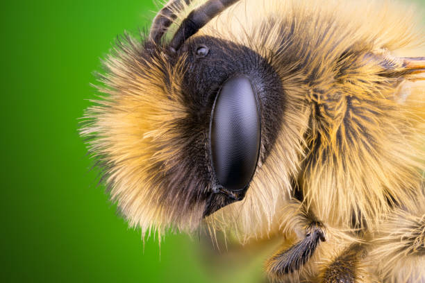istock high detail  portrait of a Mining Bee 1373015773