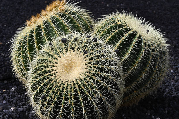 un trio de cactus dorés, cactus, echinocactus grusonii du règne plantae, vert foncé avec épines jaunes - grusonii photos et images de collection