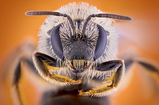 high detail Sweat bee portrait white fur yellow fur legs