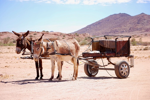 Mule Donkey Ass in Namibia Desert