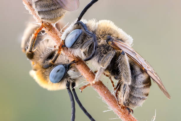 istock couple of sleeping long horned bees 1373017709