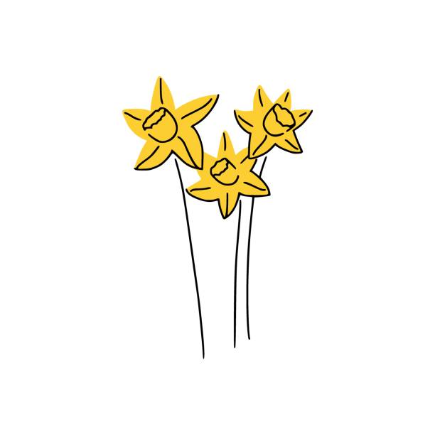 ilustrações, clipart, desenhos animados e ícones de bonito desenhado à mão narciso amarelo isolado. bom para cartões de saudação, banners, convites, panfletos. - leaf flower head bouquet daffodil