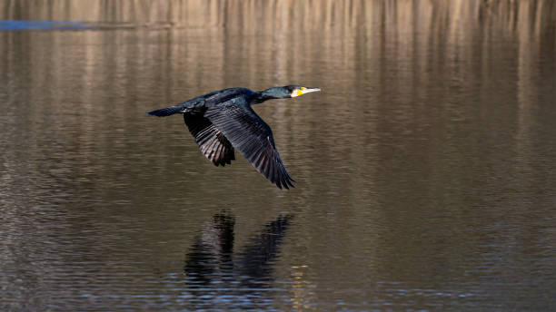 istock Single great cormorant flying over a pond 1373019665