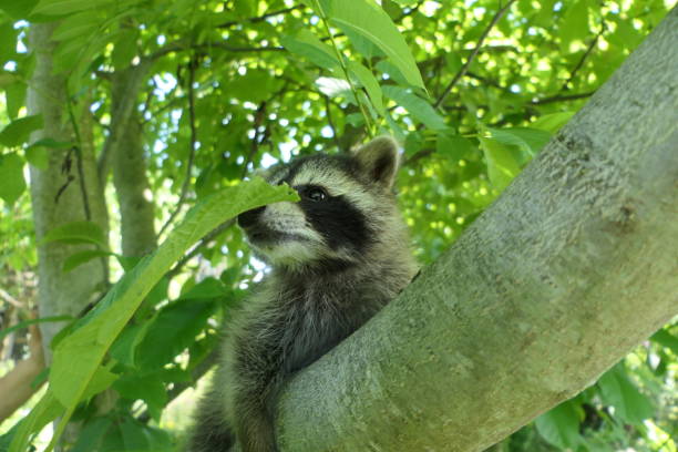 istock raccoon baby 1373020204