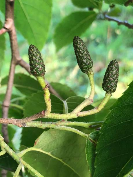 istock Spaeth Alder - Young female cones 1373022768