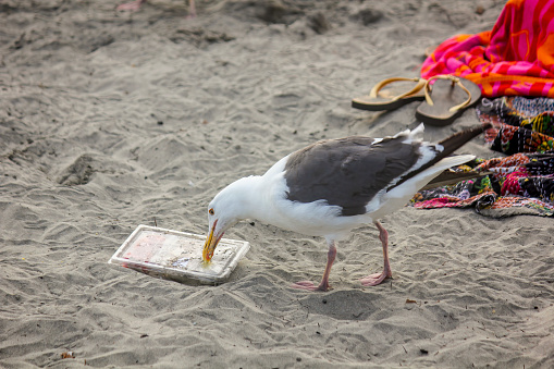 Photo of a seagull trying to eat human food on the beach.