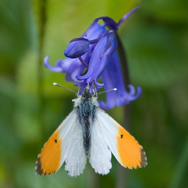 Orange-tip Butterfly An Orange-tip butterfly (Anthocharis cardamines)feeding on a bluebell, in early Spring. It is the male of the species that has the distinctive orange tip, whereas the females is black and its colouring more subdued in appearance. Photograph taken in Blean Woods, Nr. Canterbury, Kent, United Kingdom, May 2009. anthocharis cardamines stock pictures, royalty-free photos & images