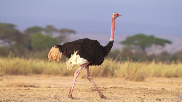 Common Ostrich - Struthio camelus is a species of flightless bird native to large areas of Africa , the largest living bird, long strong red legs, long neck, small head, big bird in savannah