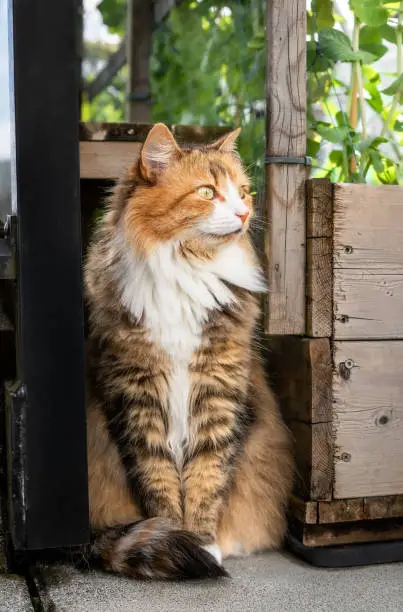 Photo of Cat sitting outside on patio or balcony