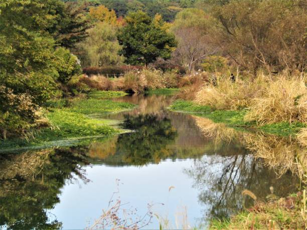 istock Japan. November. Calm water. Reflections. 1373027570