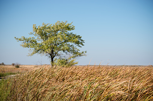 There is a lone tree in the manitoba wetlands